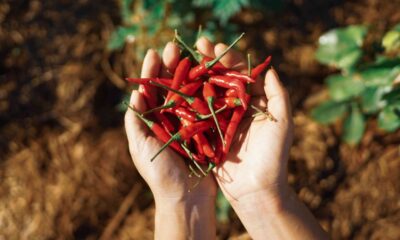 Scorpion Peppers