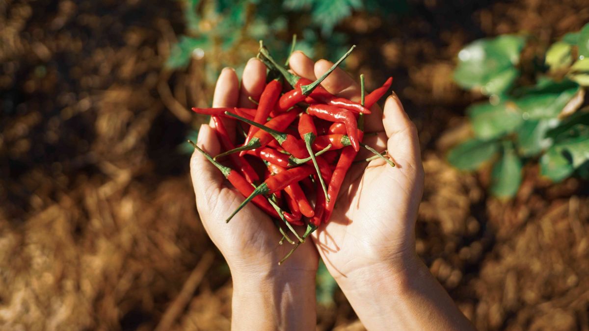 Scorpion Peppers