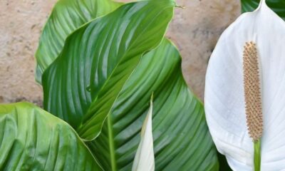 spathiphyllum