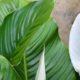 spathiphyllum