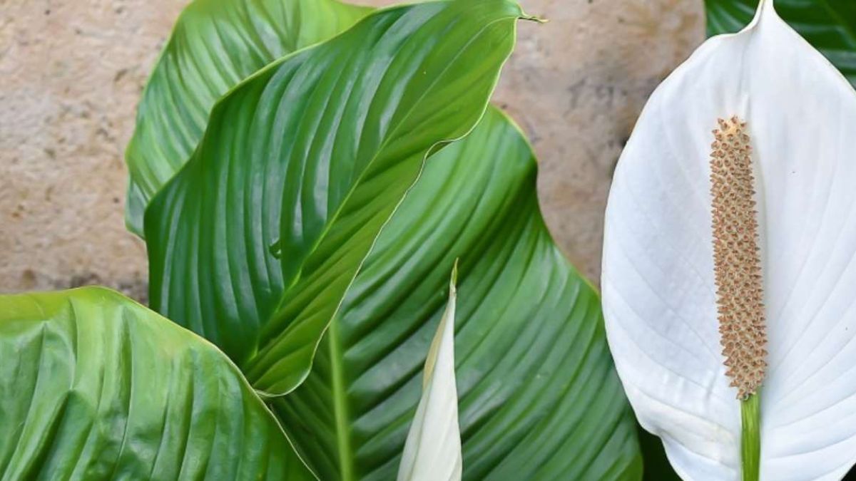 spathiphyllum