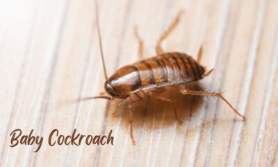 baby cockroach