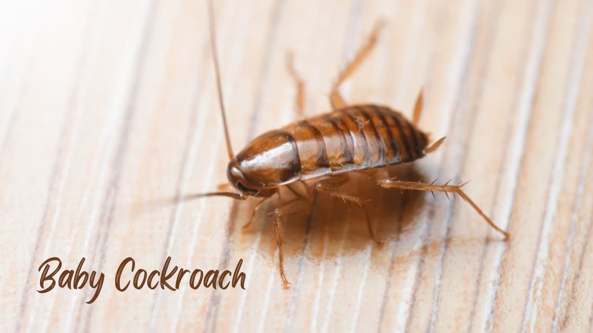 baby cockroach