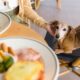 dog friendly restaurants near me