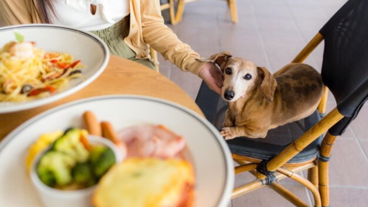 dog friendly restaurants near me