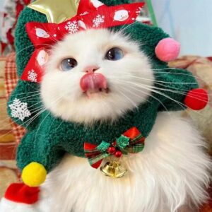 Christmas cat outfits