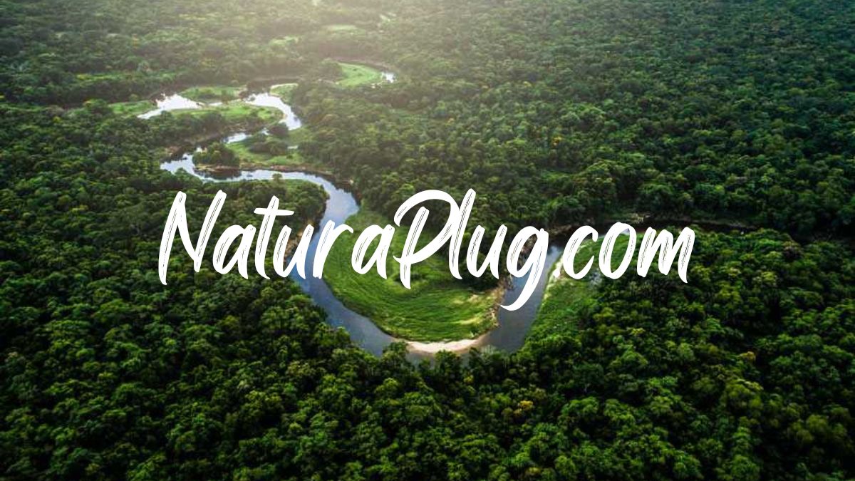 naturaplug.com